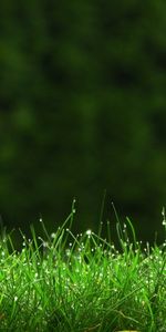 Landscape,Grass,Plants