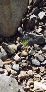 Plantas,Paisaje,Hierba,Stones