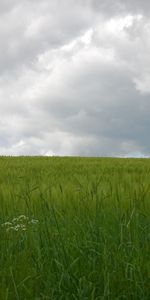 Landscape,Grass,Sky