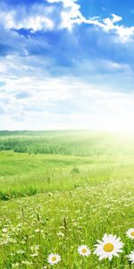 Landscape,Grass,Sky,Camomile