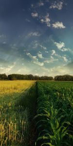 Paisaje,Hierba,Los Campos,Cielo