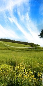 Herbe,Arbres,Sky,Paysage