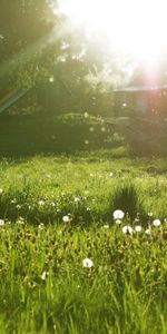 Landscape,Grass,Sun