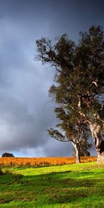 Herbe,Arbres,Paysage