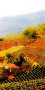 Landscape,Houses,Fields