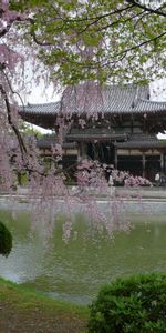 Arbres,Paysage,Maisons,Asie