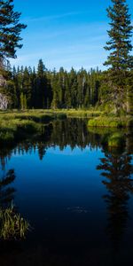 Forêt,Lac,Eau,Nature,Arbres,Paysage