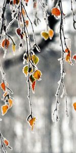 Landscape,Leaves,Ice,Trees