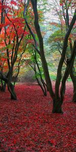 Paysage,Arbres,Feuilles,Automne