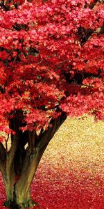 Paisaje,Árboles,Otoño,Hojas