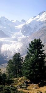 Landscape,Mountains,Fir Trees