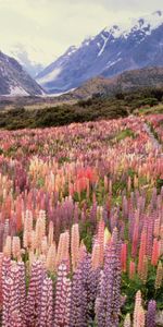 Paisaje,Flores,Montañas