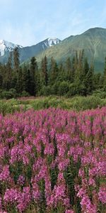 Landscape,Mountains,Flowers