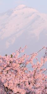 Paisaje,Montañas,Sakura