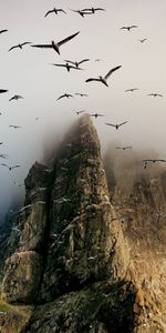 Landscape,Mountains,Seagulls