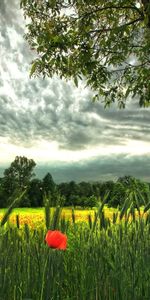 Nature,Les Champs,Paysage