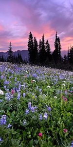 Paisaje,Flores,Naturaleza