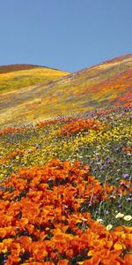 Flores,Paisaje,Naturaleza,Los Campos