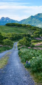 Route,Légumes Verts,Collines,Les Collines,Nature,Montagnes,Verdure,Paysage