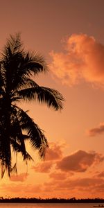 Nature,Palms,Paysage