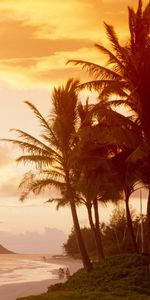 Landscape,Nature,Palms,Beach