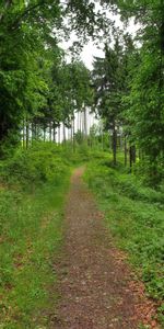 Chemin,Nature,Forêt,Paysage