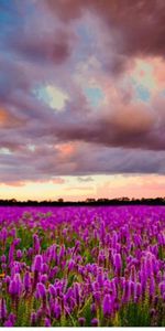 Nature,Plantes,Les Champs,Paysage