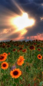 Landscape,Nature,Plants,Sunflowers,Fields