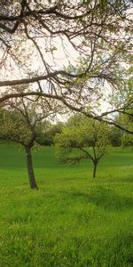 Landscape,Nature,Trees,Field,Garden