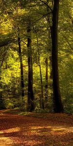 Landscape,Nature,Trees,Roads