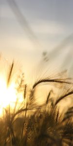 Landscape,Nature,Wheat