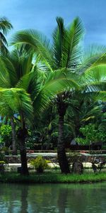 Landscape,Palms