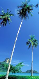 Landscape,Palms