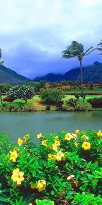 Landscape,Palms