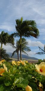 Palms,Paysage