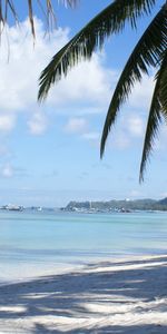 Landscape,Palms,Beach