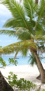 Landscape,Palms,Beach