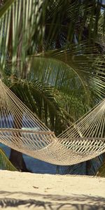 Paysage,Palms,Plage