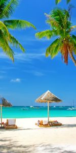 Plage,Paysage,Palms