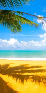 Landscape,Palms,Beach