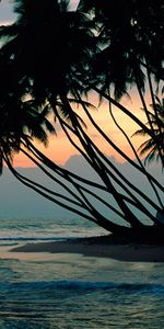 Paysage,Palms,Plage