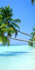 Landscape,Palms,Beach