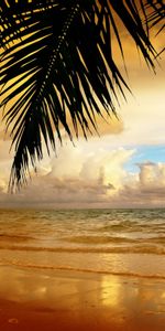 Landscape,Palms,Beach