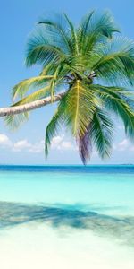 Landscape,Palms,Beach