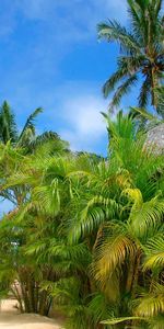 Landscape,Palms,Beach