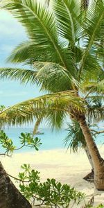 Paysage,Palms,Plage