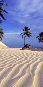 Landscape,Palms,Beach