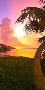 Landscape,Palms,Beach