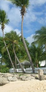 Palms,Paisaje,Playa