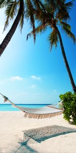 Landscape,Palms,Sea,Beach